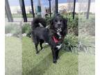 Australian Shepherd-Chow Chow Mix DOG FOR ADOPTION RGADN-1243841 - Maeve -