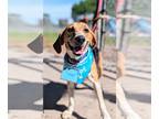 Beagle DOG FOR ADOPTION RGADN-1243844 - Fletcher II - Beagle Dog For Adoption