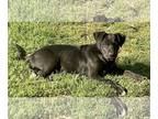 Labrador Retriever Mix DOG FOR ADOPTION RGADN-1243852 - Travis - Labrador