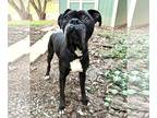 Boxer DOG FOR ADOPTION RGADN-1243858 - Bubbles - Boxer (short coat) Dog For