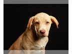Labbe DOG FOR ADOPTION RGADN-1243865 - Brisk - Labrador Retriever / Beagle /