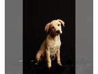 Labbe DOG FOR ADOPTION RGADN-1243866 - Slicker - Labrador Retriever / Beagle /