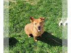 Labbe DOG FOR ADOPTION RGADN-1243868 - Strawberry - Beagle / Labrador Retriever