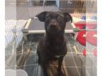 Feist Terrier-Labrador Retriever Mix DOG FOR ADOPTION RGADN-1243869 - Blackberry