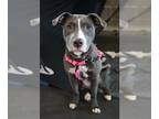 American Pit Bull Terrier Mix DOG FOR ADOPTION RGADN-1243872 - Jane - Pit Bull