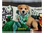 Retriever Mix DOG FOR ADOPTION RGADN-1243880 - Shesha - Retriever / Mixed