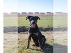 Rottweiler Mix DOG FOR ADOPTION RGADN-1243894 - Marcellus - Rottweiler / Mixed