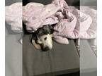 Beagle DOG FOR ADOPTION RGADN-1243897 - Duke Ellington II - Beagle Dog For