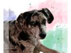 Catahoula Leopard Dog Mix DOG FOR ADOPTION RGADN-1243900 - Pepper - NEW -