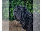 Neapolitan Mastiff DOG FOR ADOPTION RGADN-1243908 - Bellona - Neapolitan Mastiff