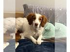 Brittany DOG FOR ADOPTION RGADN-1243915 - CO/Griffin - Brittany (medium coat)