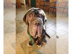 Neapolitan Mastiff DOG FOR ADOPTION RGADN-1243917 - Manzo - Neapolitan Mastiff