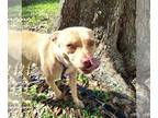 Basenji-Rat Terrier Mix DOG FOR ADOPTION RGADN-1243929 - Lizotte - Basenji / Rat