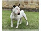 Bull Terrier DOG FOR ADOPTION RGADN-1243934 - Joachim - Bull Terrier (short