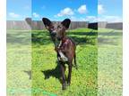 Border Collie-Whippet Mix DOG FOR ADOPTION RGADN-1243935 - RED VELVET - Whippet