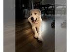 Kuvasz DOG FOR ADOPTION RGADN-1243942 - Yuki - Kuvasz / Great Pyrenees (medium