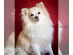 Pomeranian Mix DOG FOR ADOPTION RGADN-1243946 - Lily D5904 - ADOPTION BEING