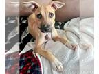 Black Mouth Cur-Labrador Retriever Mix DOG FOR ADOPTION RGADN-1243953 - Pong