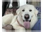 Great Pyrenees DOG FOR ADOPTION RGADN-1243962 - Sarge - Great Pyrenees (long