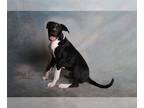 Great Dane Mix DOG FOR ADOPTION RGADN-1243963 - Scarface - Great Dane / Mixed