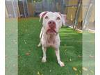 American Pit Bull Terrier-Retriever Mix DOG FOR ADOPTION RGADN-1243974 - Aurora
