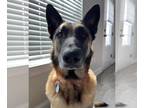 German Shepherd Dog Mix DOG FOR ADOPTION RGADN-1243977 - Yuri - Adoption Pending