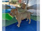 American Staffordshire Terrier DOG FOR ADOPTION RGADN-1243982 - Samson -