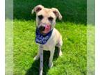 Mountain Cur Mix DOG FOR ADOPTION RGADN-1243986 - Jake - Mountain Cur / Mixed