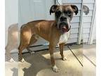 Boxer DOG FOR ADOPTION RGADN-1243990 - Kane - Boxer (short coat) Dog For