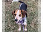 Beagle DOG FOR ADOPTION RGADN-1244022 - Becca - Beagle (short coat) Dog For