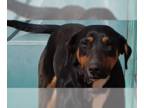 Bull Terrier-Doberman Pinscher Mix DOG FOR ADOPTION RGADN-1244024 - Dobie -