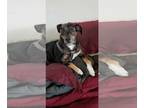 Catahoula Leopard Dog DOG FOR ADOPTION RGADN-1244038 - MAX (COURTESY POST) -