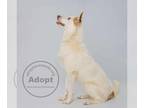 Border Collie Mix DOG FOR ADOPTION RGADN-1244039 - Star Trek2 : Scotty -