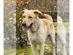 Shepradors DOG FOR ADOPTION RGADN-1244041 - Houdini - Labrador Retriever /