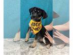 Labbe DOG FOR ADOPTION RGADN-1244047 - Scout - Beagle / Labrador Retriever /