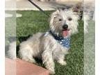 Cairn Terrier Mix DOG FOR ADOPTION RGADN-1244064 - Archie - West Highland White