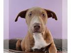 Bulloxer DOG FOR ADOPTION RGADN-1244068 - Tattle Tails - Dragon - Boxer /