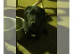 Chow Chow-German Shepherd Dog Mix DOG FOR ADOPTION RGADN-1244075 - Ace - German