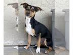 Miniature Pinscher Mix DOG FOR ADOPTION RGADN-1244086 - Frankey - Miniature