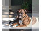 Boxer DOG FOR ADOPTION RGADN-1244101 - Ross aka Tucker - Boxer Dog For Adoption