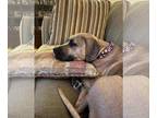 Labrador Retriever Mix DOG FOR ADOPTION RGADN-1244108 - Shay - Labrador