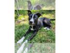 Shepradors DOG FOR ADOPTION RGADN-1244125 - Donner - German Shepherd Dog /