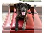 Labrador Retriever Mix DOG FOR ADOPTION RGADN-1244127 - Tootsie - Australian