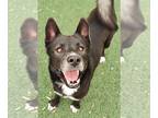 American Pit Bull Terrier-Huskies Mix DOG FOR ADOPTION RGADN-1244136 - Gordo-