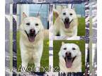 Huskies Mix DOG FOR ADOPTION RGADN-1244137 - AVALANCHE - Husky / Mixed (medium