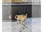 Mix DOG FOR ADOPTION RGADN-1244138 - FENRIR - Husky (medium coat) Dog For