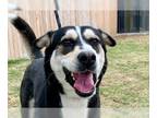 Labrador Retriever-Siberian Husky Mix DOG FOR ADOPTION RGADN-1244144 - LACY -