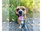 Puggle DOG FOR ADOPTION RGADN-1244146 - MAUI - Beagle / Pug / Mixed (medium