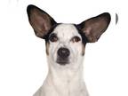 Jack Russell Terrier DOG FOR ADOPTION RGADN-1244161 - Charlie - Jack Russell