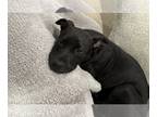 Labrador Retriever-Plott Hound Mix DOG FOR ADOPTION RGADN-1244167 - DIAMOND PUP